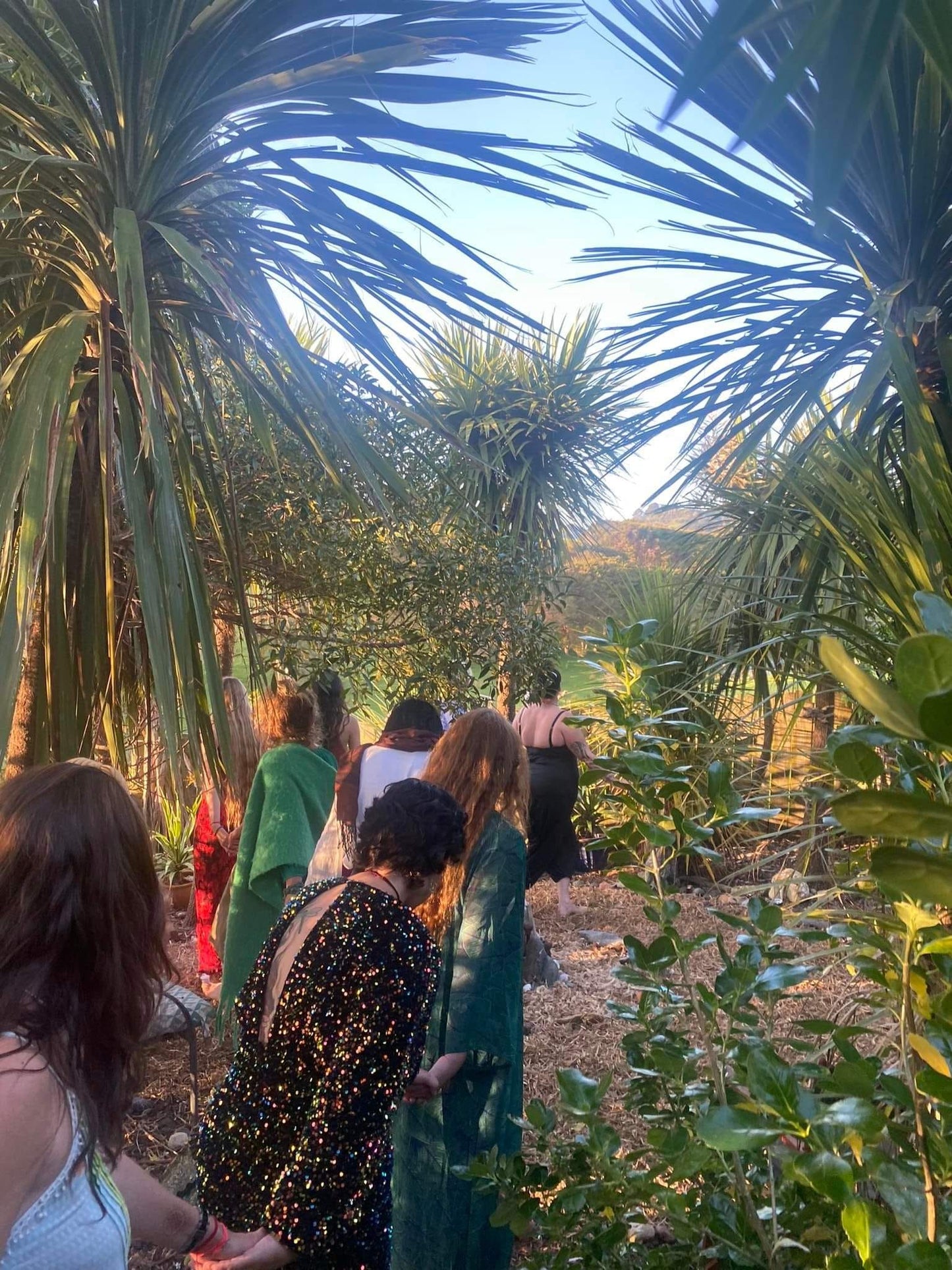 Rongoà Medicine Walks