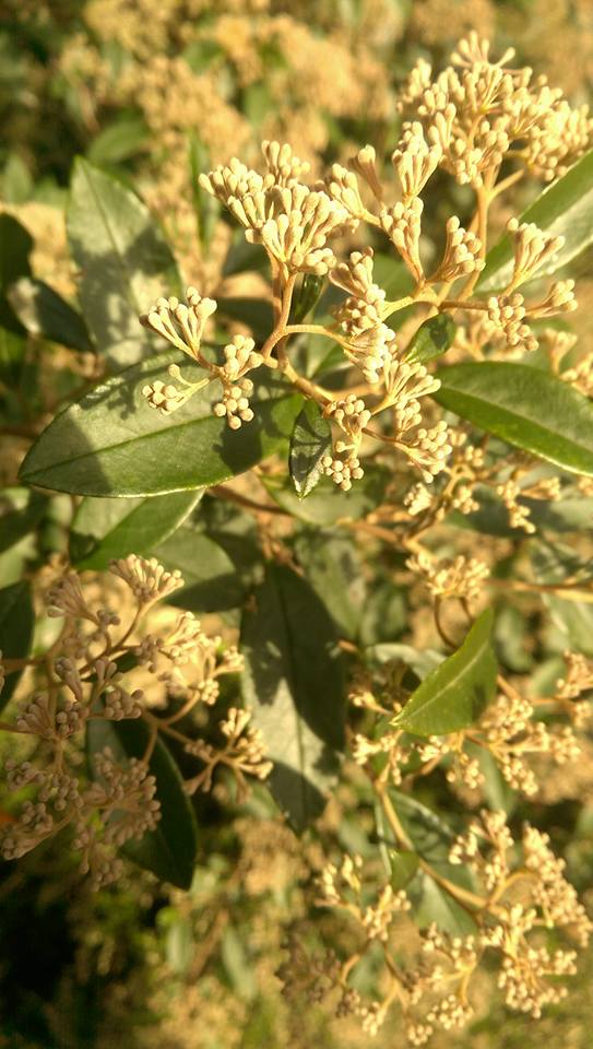KUMARAHOU & KAWAKAWA TEA